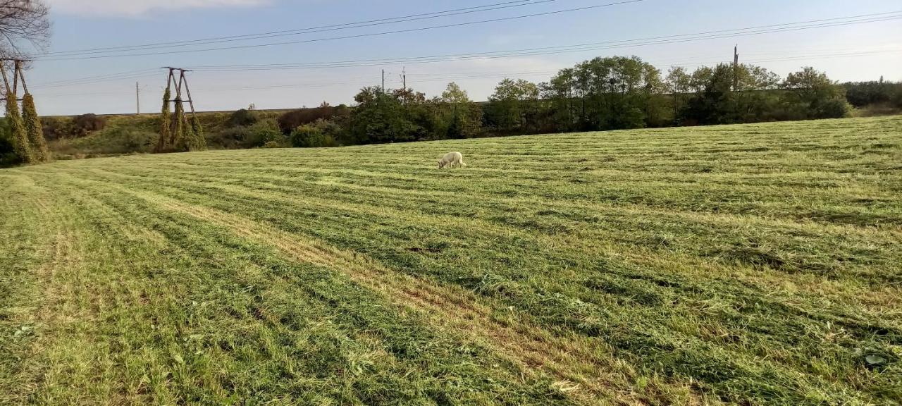 Dom Goscinny Lerka - 240 M2 Mazury Jeziora Lasy Lakorz Esterno foto